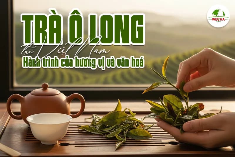 Trà Ô Long tại Việt Nam: Hành trình của hương vị và văn hóa
