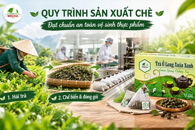 Quy trình sản xuất chè đạt chuẩn An toàn Vệ sinh Thực phẩm