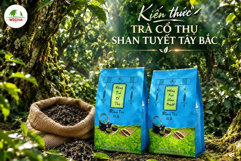 Kiến thức trà cổ thụ Shan Tuyết Tây Bắc