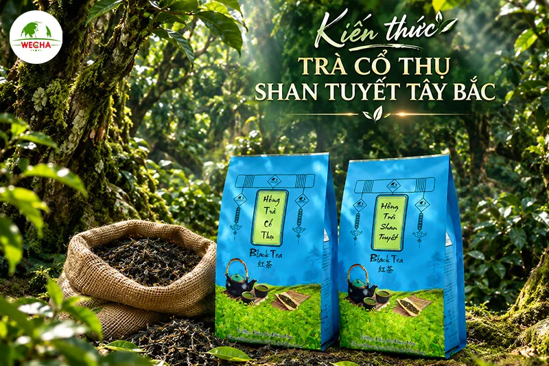 Cận cảnh búp trà Shan Tuyết cổ thụ 1 tôm 2 lá phủ lớp tuyết trắng mộc mạc